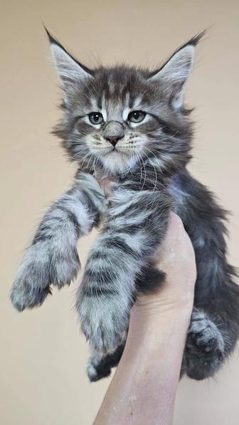В рассрочку!!! Элитные котята Мейн-кун