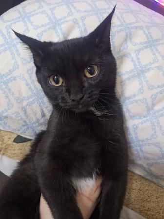 Отдам котенка в добрые руки)