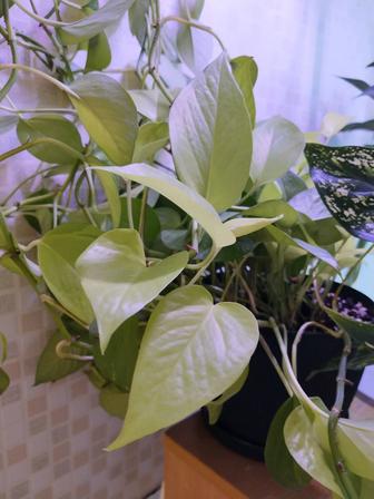 Продам комнатные растения