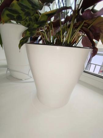 Продам комнатные растения