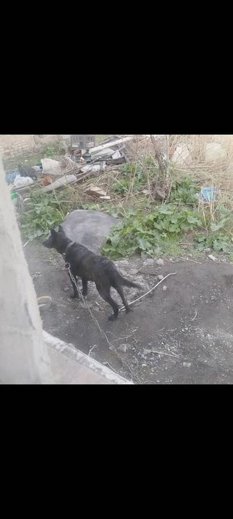 Собака Муха