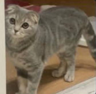 Продаю Котенка