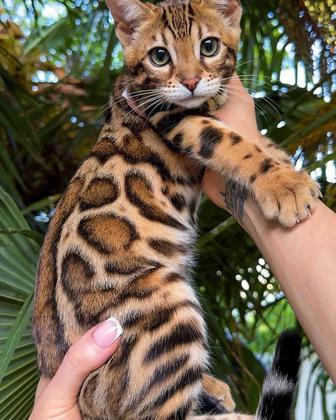 Кошка ( мини леопард)Smart бокс в подарок