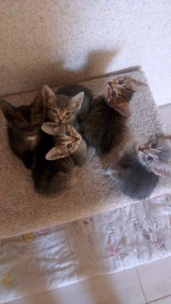 Отдам котят