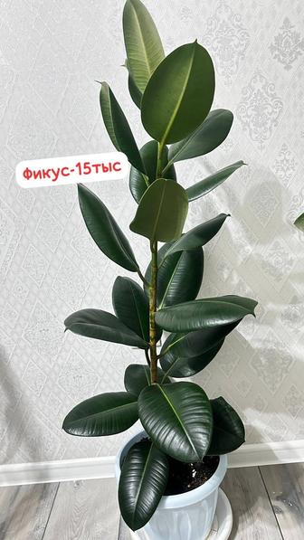 Фикус
