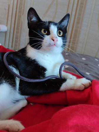 Отдам котика в добрые руки