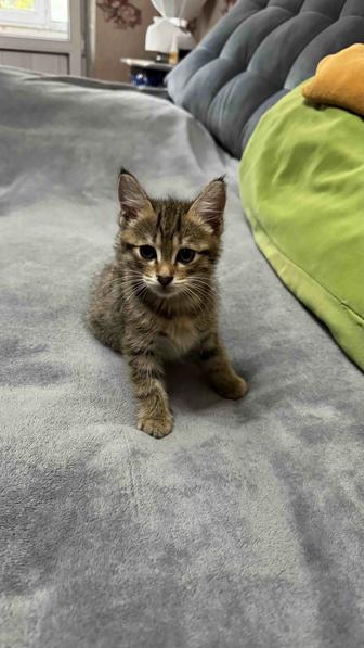 Отдам котенка в добрые заботливые руки
