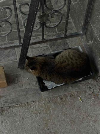 Эта малышка живет на улице и ждет котят Ей очень тяжело справляться одной
