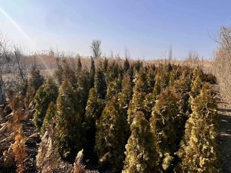 Хвойные деревья