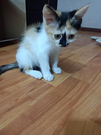 Котята