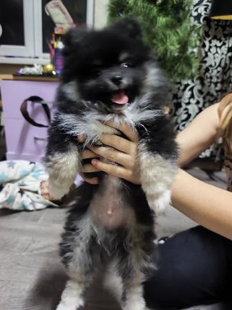 Продам щенка Шпица