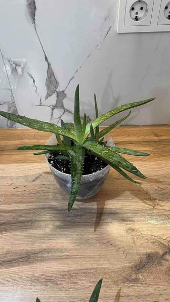 Продается алоэ вера