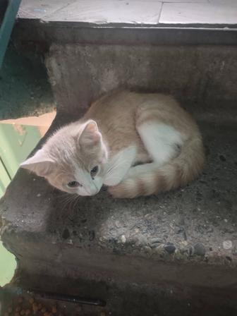 Отдам котенка в хорошие руки.