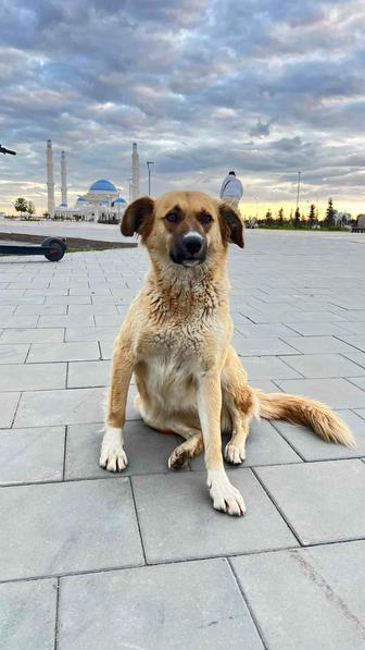 Собака девочка
