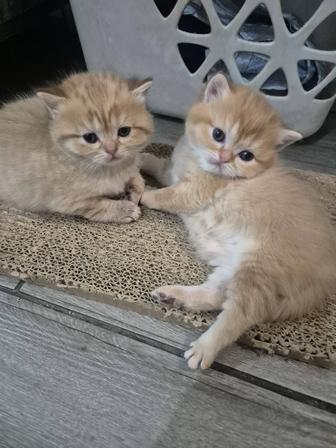 Золотая шиншилла