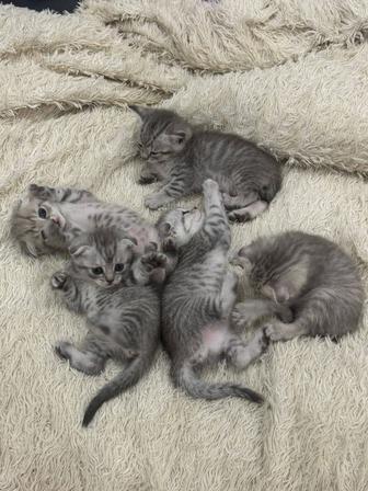 Шотландские котята