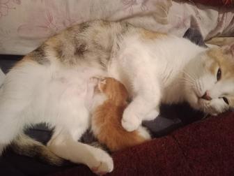 Котята