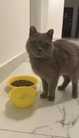 Кошечка ищет дом