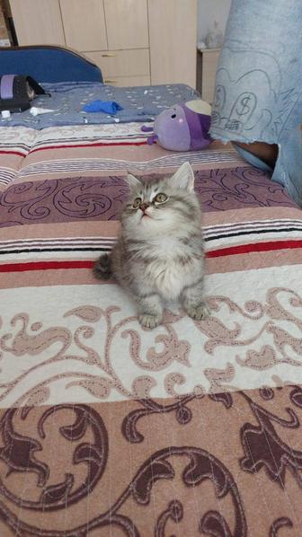 Котенок мальчик шотландец