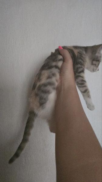 Отдам кошку даром