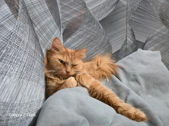 Отдам кошку в добрые руки