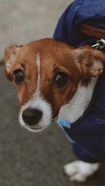 Собачка джек рассел терьер