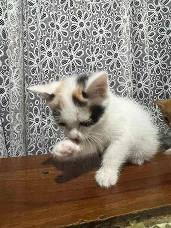 Отдам котят