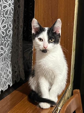 Отдам котенка