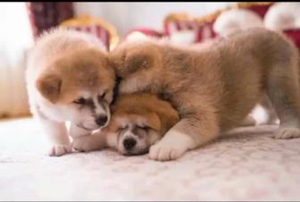 Продам замечательных щенят Акита ину