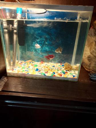 Аквариум 30 литр5рыбка, камень. Температура, фильтр все вместе комплект