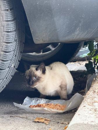 Сиамский котенок срочно ищет дом.