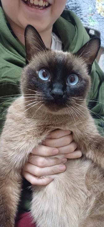 БЕСПЛАТНО отдам кошку