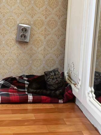 Отдам найденую кошечку