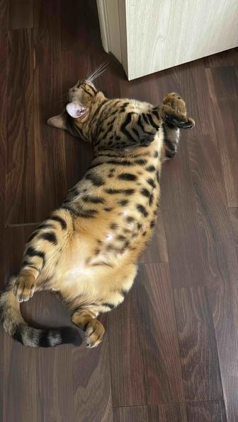Отдам кошку бенгальской породы в добрые руки