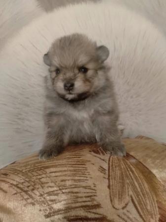 Срочно продам щенка шпица девочка 1 мес.