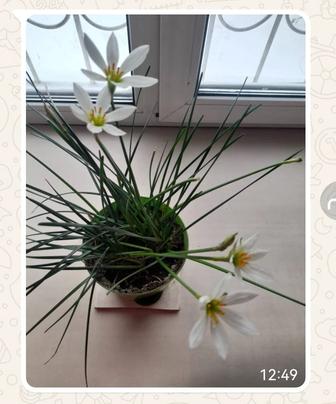 Цветок продам