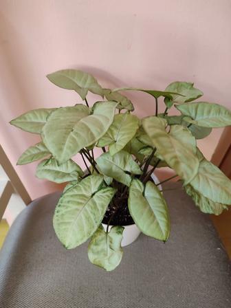 Цветы комнатные недорого