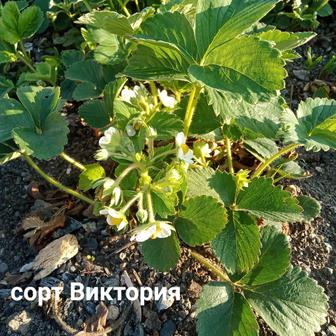 Саженцы клубники Зенгана,,Виктория, малина , шиповник
