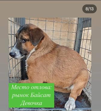 Отдам щенков и собак