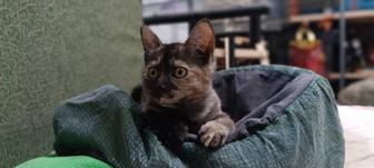 Котенок девочка 5 мес.