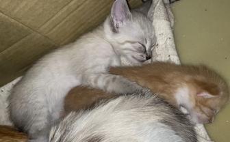 Отдам котенка в добрые руки