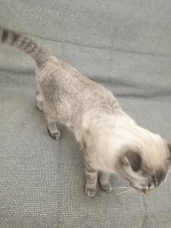 Отдам кошку и кота в добрые руки