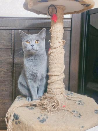 Кошка британка стерилизована