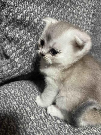 Продам котенка Скоттиш