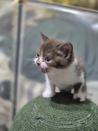 Британские малыши с документами