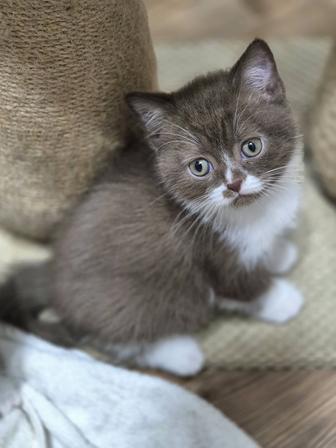 Британские малыши с документами