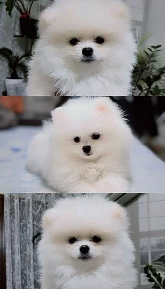 Продам щенков немецкий шпиц мини