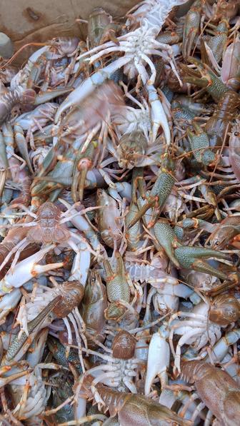 Атырау Вкусные морские живые и вареные