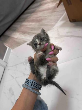 котенок 1.5м девочка