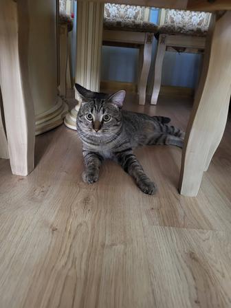 Срочно отдадим милого кота в добрые руки.